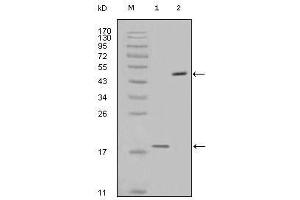 Western Blot showing survivin antibody used against full-length survivin recombinant protein (1) and full-length survivin-GFP transfected Cos7 cell lysate (2). (Survivin antibody)