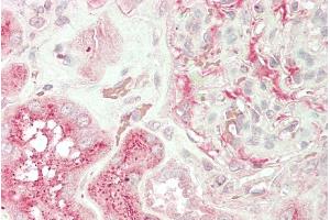 ABIN768594 (5µg/ml) staining of paraffin embedded Human Kidney. (UNC13B antibody  (Internal Region))