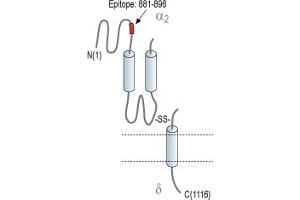 Representative domain view of the target of ABIN7884814.