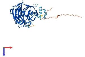 AlphaFold protein structure predicition of Human Recombinant KLHDC2 Protein, UniprotID Q9Y2U9 (KLHDC2 Protein (AA 1-406) (His tag))