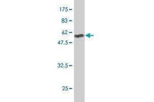 Western Blot detection against Immunogen (60. (PPAP2B antibody  (AA 1-311))