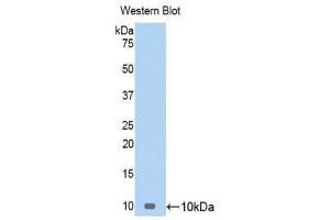 Western Blotting (WB) image for anti-Chemokine (C-C Motif) Ligand 17 (CCL17) (AA 24-94) antibody (ABIN1174779) (CCL17 antibody  (AA 24-94))