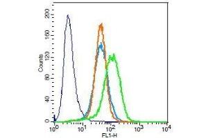 Rat H9C2 cells probed with Rabbit Anti-Troponin T Polyclonal Antibody, Unconjugated . (Troponin T antibody  (AA 201-298))