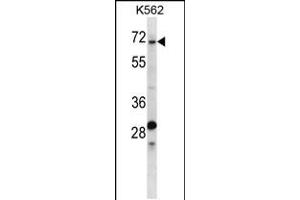 Western blot analysis in K562 cell line lysates (35ug/lane). (TRIP10 antibody  (N-Term))
