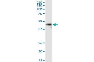 SDSL MaxPab rabbit polyclonal antibody. (SDSL antibody  (AA 1-329))