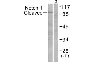 Western blot analysis of extracts from NIH/3T3 cells, treated with etoposide (25 μM, 1hour), using Notch 1 (cleaved-Val1744) antibody. (Notch1 antibody  (Cleaved-Val1754, Internal Region))