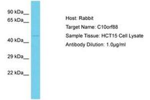Image no. 1 for anti-Chromosome 10 Open Reading Frame 88 (C10orf88) (AA 330-379) antibody (ABIN6750548) (C10orf88 antibody  (AA 330-379))