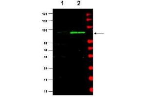 Western blot using  affinity purified Anti-MDM2 (Rabbit) is shown to detect a band (arrow) corresponding to mouse MDM2 protein present in mouse MEF cells (lane 2) but not human kidney HEK293 cells (lane 1). (MDM2 antibody  (AA 175-200))