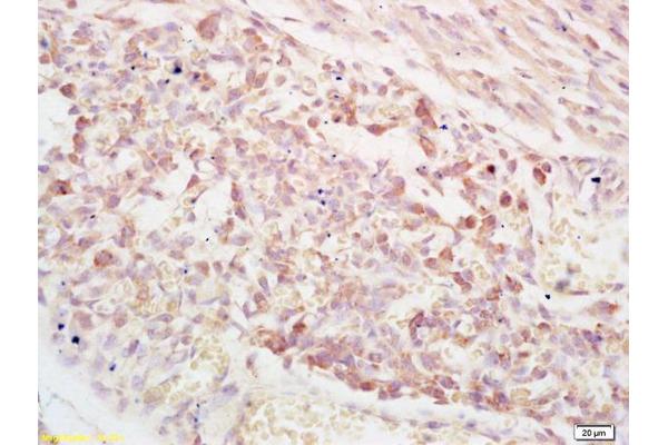 PAPPA antibody  (AA 1321-1460)