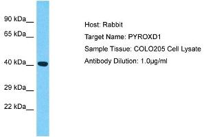 Host: Rabbit Target Name: PYROXD1 Sample Type: COLO205 Whole Cell lysates Antibody Dilution: 1. (PYROXD1 antibody  (N-Term))