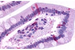 Anti-GPR39 antibody  ABIN1048815 IHC staining of human small intestine. (GPR39 antibody  (C-Term))