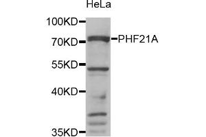 Western blot analysis of extracts of HeLa cells, using PHF21A antibody.