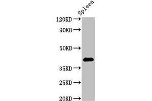 Western Blot Positive WB detected in: Rat spleen tissue All lanes: HS2ST1 antibody at 2.