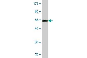 Western Blot detection against Immunogen (55. (COL2A1 antibody  (AA 1-268))