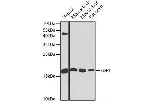 Western blot analysis of extracts of various cell lines using EDF1 Polyclonal Antibody at dilution of 1:1000. (EDF1 antibody)
