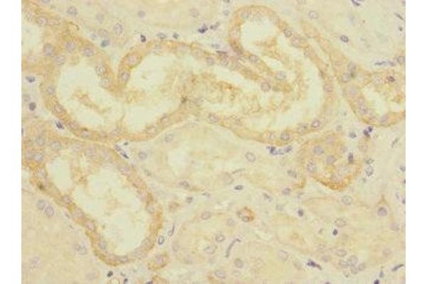 CRLF2 antibody  (AA 23-231)