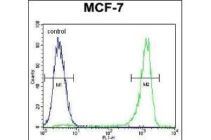 VEGF3 Antibody (N-term) (ABIN655891 and ABIN2845292) flow cytometric analysis of MCF-7 cells (right histogram) compared to a negative control cell (left histogram). (VEGFC antibody  (N-Term))