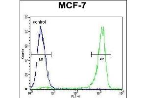 VEGF3 Antibody (N-term) (ABIN655891 and ABIN2845292) flow cytometric analysis of MCF-7 cells (right histogram) compared to a negative control cell (left histogram). (VEGFC antibody  (N-Term))
