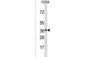 OR3A3 Antibody (C-term) (ABIN1536952 and ABIN2850317) western blot analysis in CEM cell line lysates (35 μg/lane). (OR3A3 antibody  (C-Term))