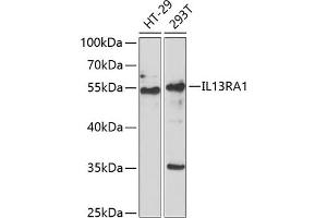 Western blot analysis of extracts of various cell lines, using IL13R antibody (ABIN6128084, ABIN6142309, ABIN6142310 and ABIN6222321) at 1:1000 dilution. (IL13 Receptor alpha 1 antibody  (AA 22-343))