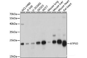 Western blot analysis of extracts of various cell lines using ATP5O Polyclonal Antibody at dilution of 1:1000. (ATP5O antibody)