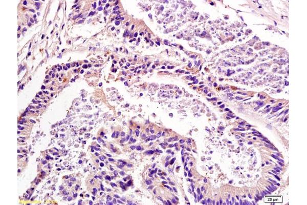 Sorbs2 antibody  (AA 401-500)