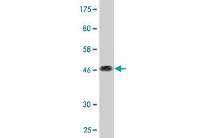 Western Blot detection against Immunogen (47. (CD164 antibody  (AA 1-197))