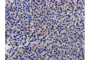 Immunohistochemical staining of paraffin-embedded Human pancreas tissue using anti-LPL mouse monoclonal antibody. (Lipoprotein Lipase antibody  (AA 28-475))