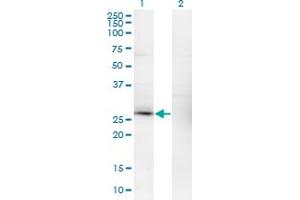 DREAM antibody  (AA 1-256)