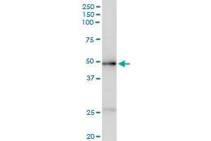Immunoprecipitation of ACADM transfected lysate using anti-ACADM MaxPab rabbit polyclonal antibody and Protein A Magnetic Bead , and immunoblotted with ACADM purified MaxPab mouse polyclonal antibody (B01P) . (Medium-Chain Specific Acyl-CoA Dehydrogenase, Mitochondrial (MCAD) (AA 1-421) antibody)
