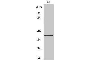 Western Blotting (WB) image for anti-PRP18 Pre-mRNA Processing Factor 18 (PRPF18) (Internal Region) antibody (ABIN3186566) (PRPF18 antibody  (Internal Region))