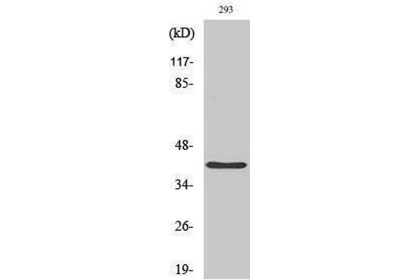 PRPF18 antibody  (Internal Region)