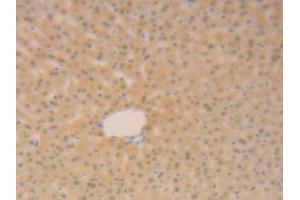 IHC-P analysis of Mouse Liver Tissue, with DAB staining. (SFTPB antibody  (AA 20-193))