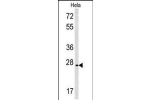 Western blot analysis of CREM Antibody in Hela cell line lysates (35ug/lane) (CREM antibody  (C-Term))