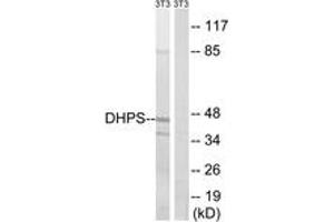 Western blot analysis of extracts from NIH-3T3 cells, using DHPS Antibody.