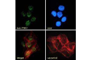(ABIN238583) Immunofluorescence analysis of paraformaldehyde fixed A431 cells, permeabilized with 0. (PTBP2 antibody  (Internal Region))