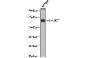 Western blot analysis of extracts of SW480 cells using SMAD7 Polyclonal Antibody at dilution of 1:1000. (SMAD7 antibody)