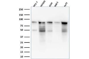 Western Blot Analysis of MCF-7, HEK-293, A549, SKBr3, HeP2 lysate using MCM7 Mouse Monoclonal Antibody (MCM7/1469). (MCM7 antibody  (AA 195-319))