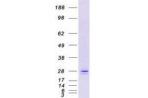 Validation with Western Blot (ERP29 Protein (Transcript Variant 1) (Myc-DYKDDDDK Tag))