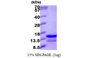 Ghrelin Protein (GHRL) (AA 24-117) (His tag)