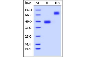 Mouse BAFFR, Fc Tag on  under reducing (R) and ing (NR) conditions. (TNFRSF13C Protein (AA 10-71) (Fc Tag))