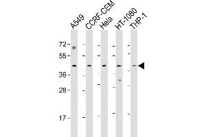 All lanes : Anti-Z Antibody (Center) at 1:1000 dilution Lane 1: A549 whole cell lysate Lane 2: CCRF-CEM whole cell lysate Lane 3: Hela whole cell lysate Lane 4: HT-1080 whole cell lysate Lane 5: THP-1 whole cell lysate Lysates/proteins at 20 μg per lane. (MAZ antibody  (AA 295-327))