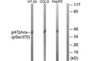Western Blotting (WB) image for anti-Neutrophil Cytosol Factor 1 (NCF1) (AA 341-390), (pSer370) antibody (ABIN1531722) (NCF1 antibody  (pSer370))