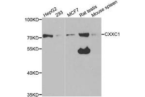 Western blot analysis of extracts of various cell lines, using CXXC1 antibody. (CXXC1 antibody)