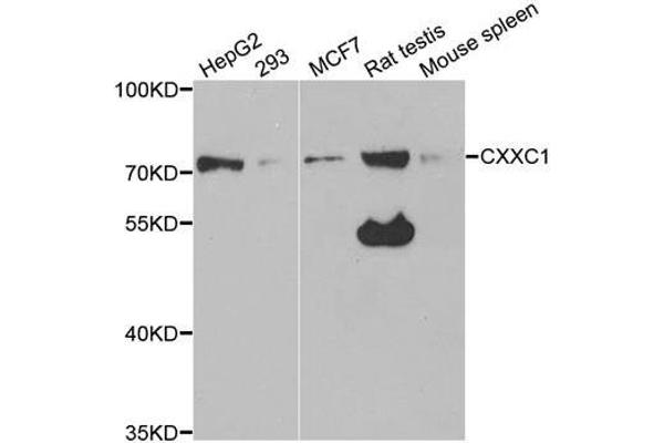 CXXC1 anticorps
