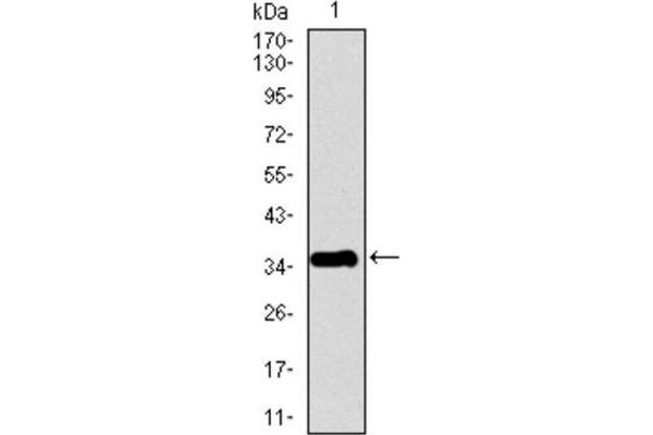 PPY antibody  (AA 1-95)