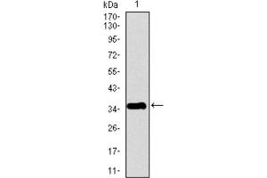 Western Blotting (WB) image for anti-Pancreatic Polypeptide (PPY) (AA 1-95) antibody (ABIN1845879)