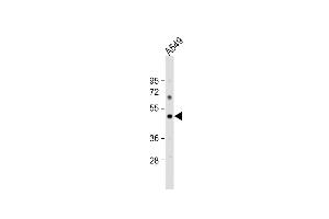 Anti-PTAFR Antibody (C-term) at 1:1000 dilution + A549 whole cell lysate Lysates/proteins at 20 μg per lane. (PTAFR antibody  (C-Term))