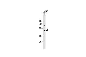 Anti-PTAFR Antibody (C-term) at 1:1000 dilution + A549 whole cell lysate Lysates/proteins at 20 μg per lane.