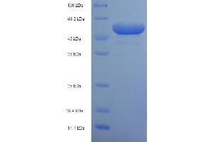 SDS-PAGE (SDS) image for phosphoribosyl Pyrophosphate Synthetase 1 (PRPS1) (AA 2-318) protein (His-SUMO Tag) (ABIN5710157)